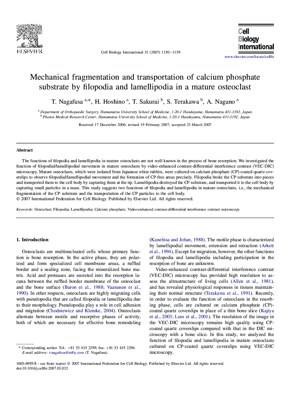 Mechanical fragmentation and transportation of calcium phosphate substrate by filopodia and lamellipodia in a mature osteoclast