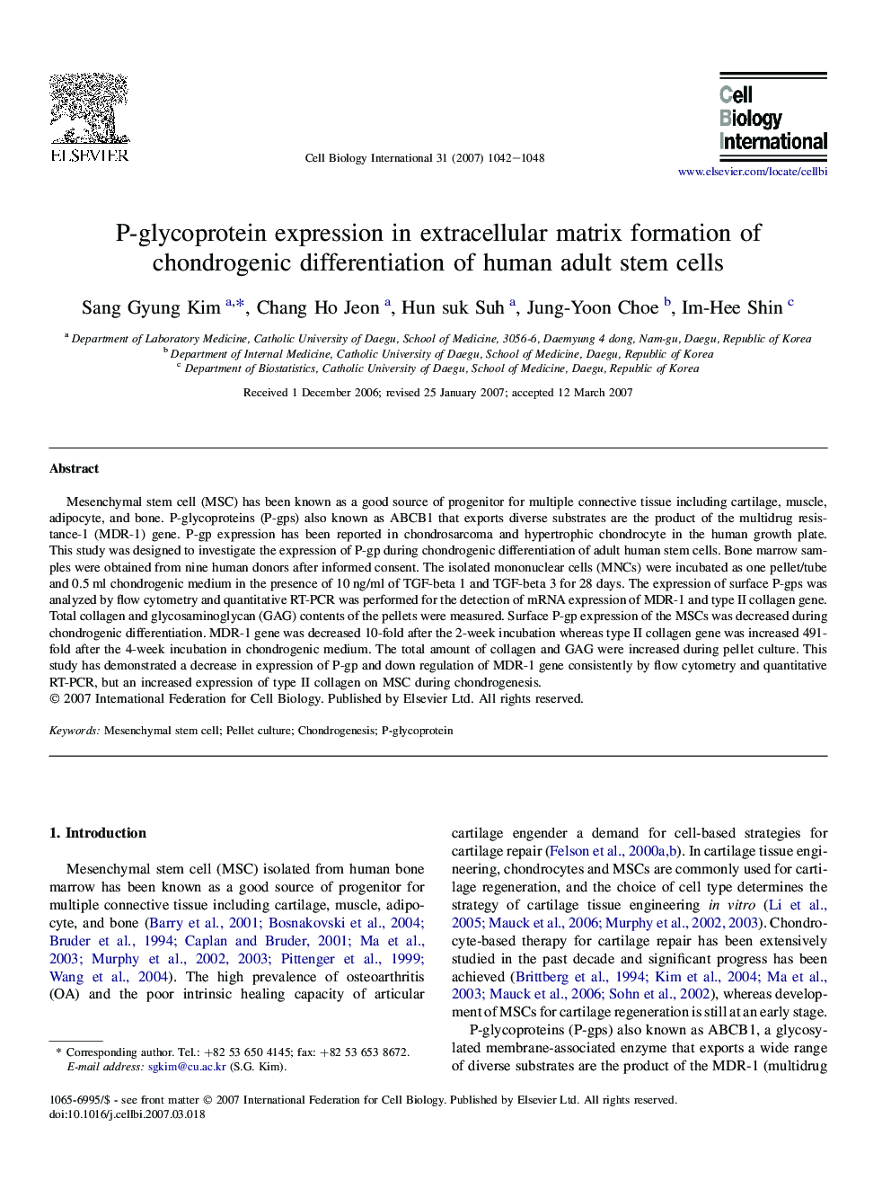 P-glycoprotein expression in extracellular matrix formation of chondrogenic differentiation of human adult stem cells