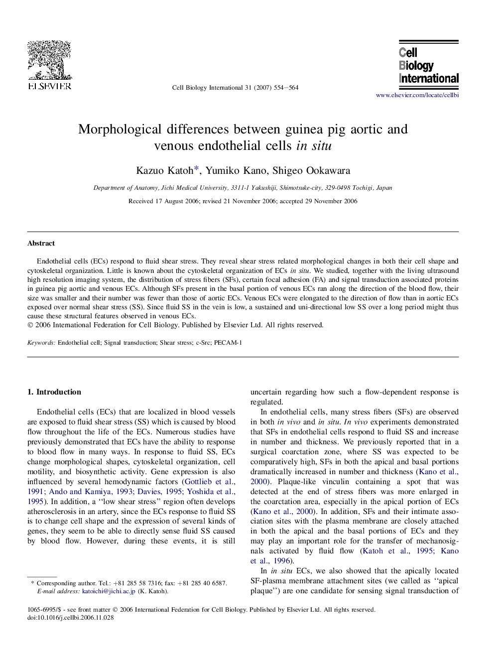 Morphological differences between guinea pig aortic and venous endothelial cells in situ