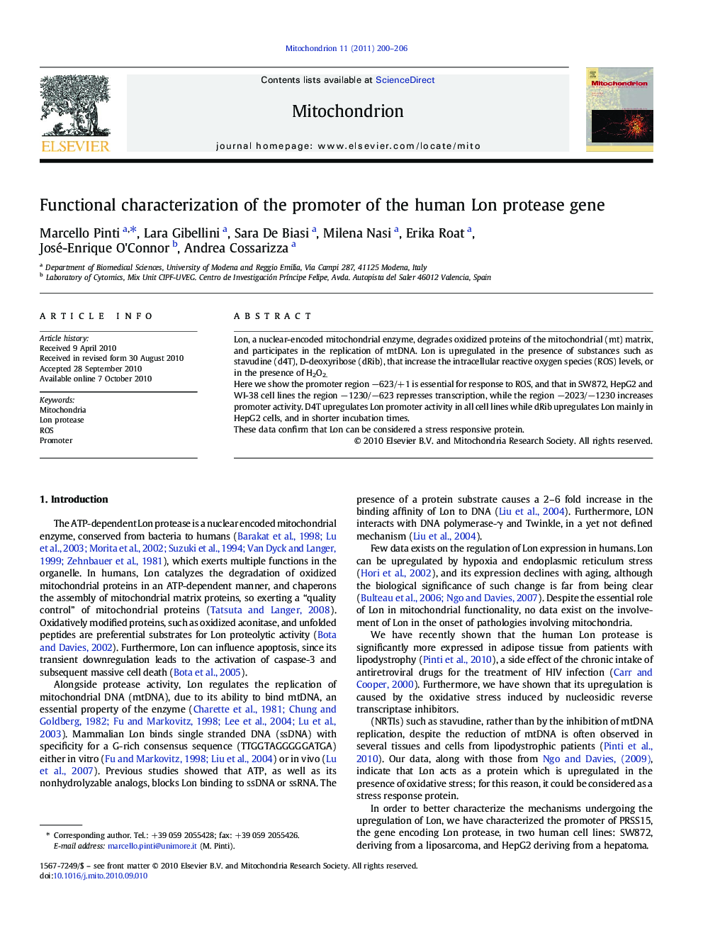 Functional characterization of the promoter of the human Lon protease gene