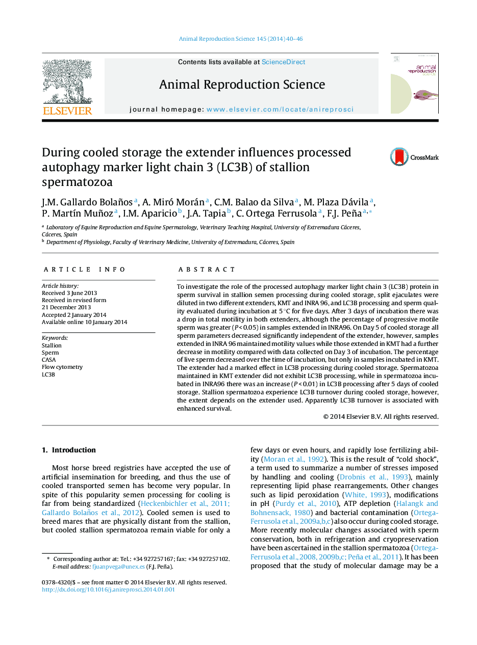 During cooled storage the extender influences processed autophagy marker light chain 3 (LC3B) of stallion spermatozoa