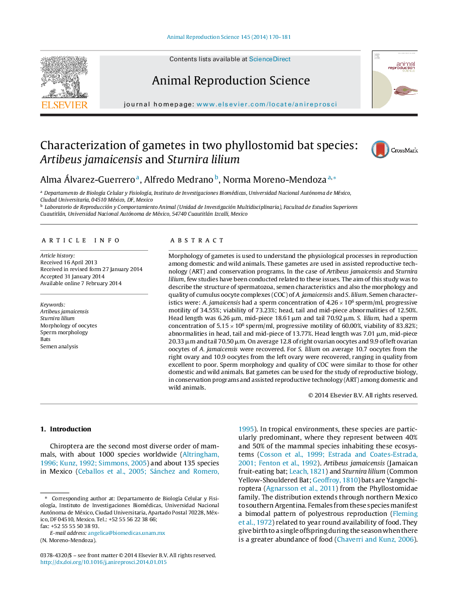 Characterization of gametes in two phyllostomid bat species: Artibeus jamaicensis and Sturnira lilium