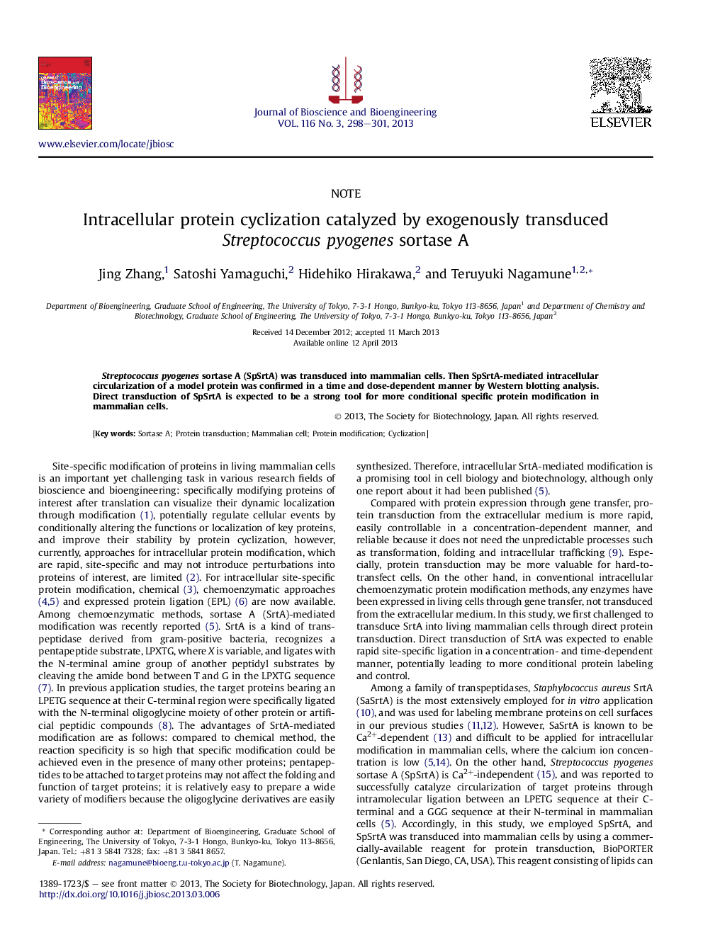 Intracellular protein cyclization catalyzed by exogenously transduced Streptococcus pyogenes sortase A