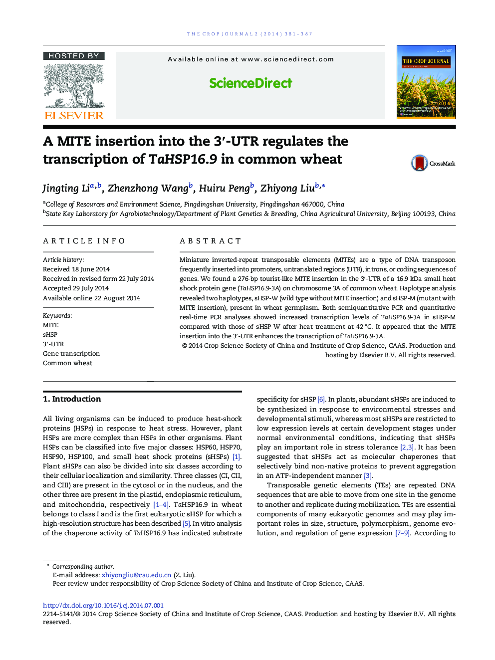 A MITE insertion into the 3′-UTR regulates the transcription of TaHSP16.9 in common wheat 