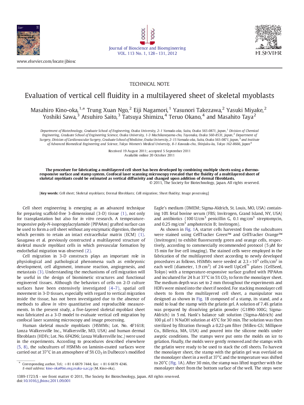 Evaluation of vertical cell fluidity in a multilayered sheet of skeletal myoblasts