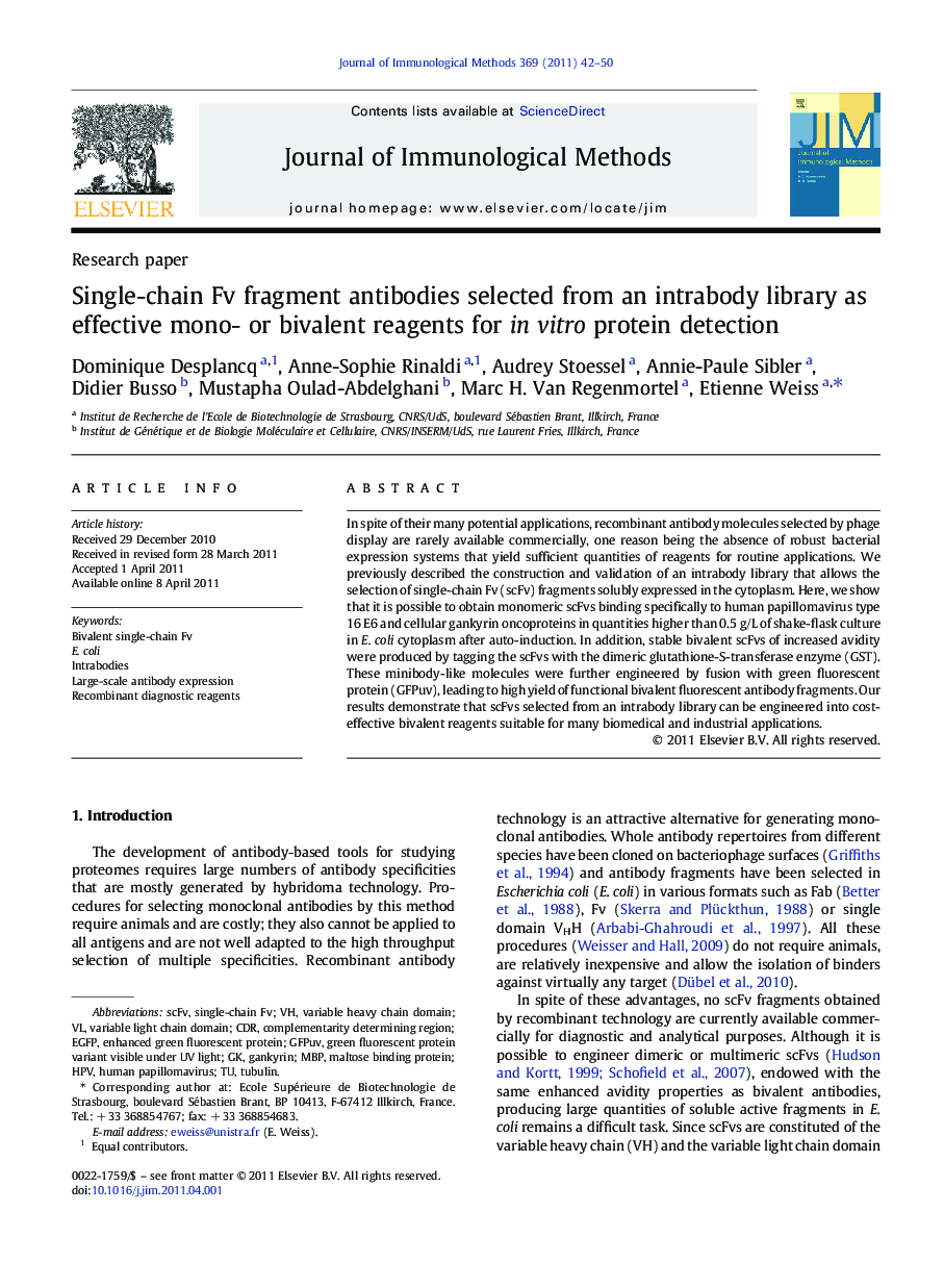 Single-chain Fv fragment antibodies selected from an intrabody library as effective mono- or bivalent reagents for in vitro protein detection