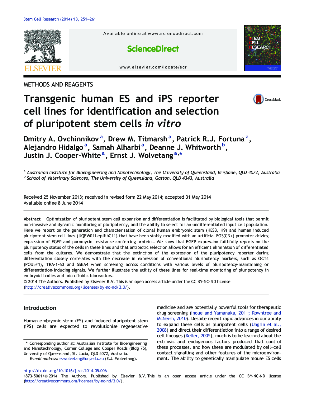 Transgenic human ES and iPS reporter cell lines for identification and selection of pluripotent stem cells in vitro