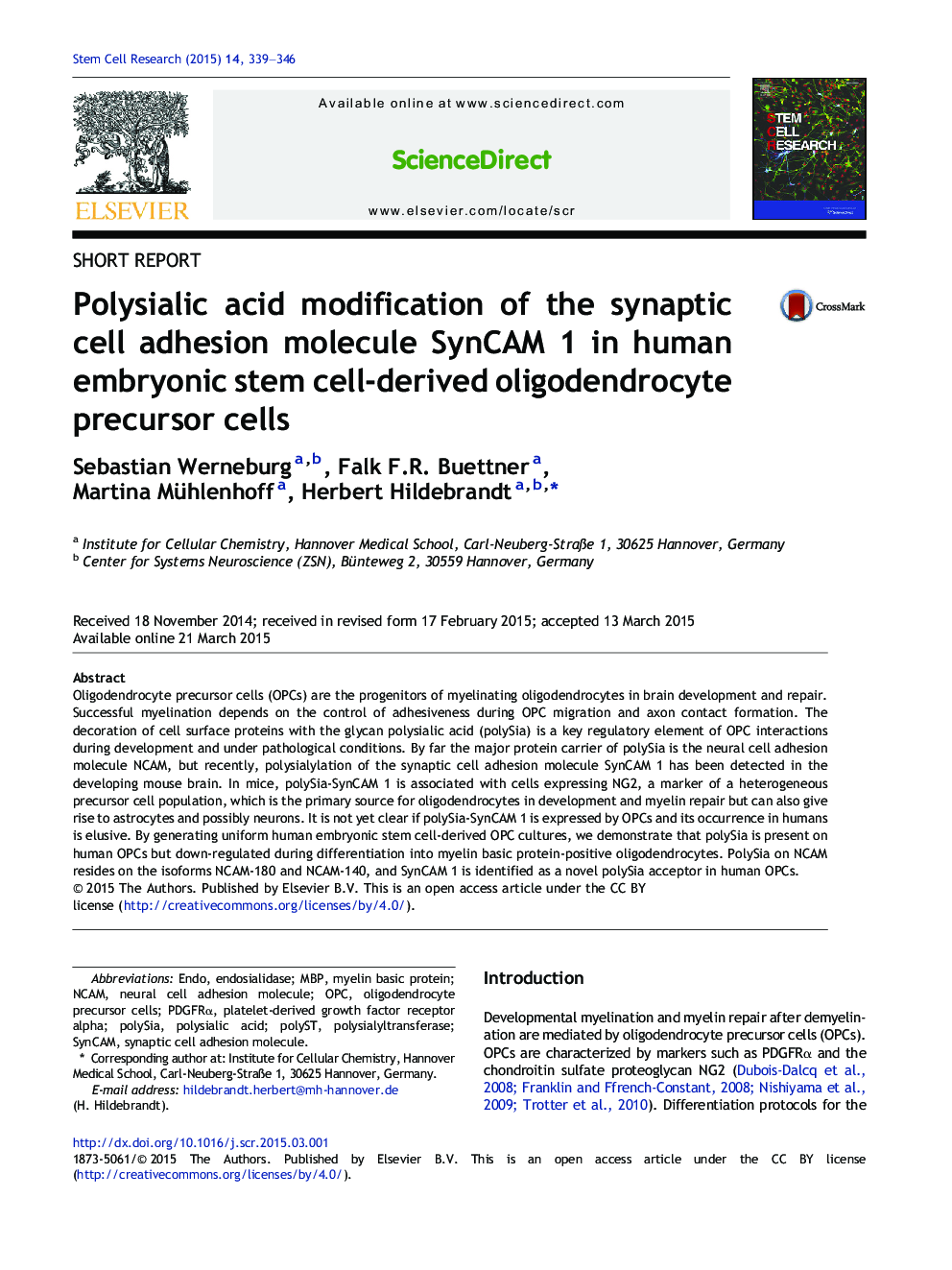 Polysialic acid modification of the synaptic cell adhesion molecule SynCAM 1 in human embryonic stem cell-derived oligodendrocyte precursor cells