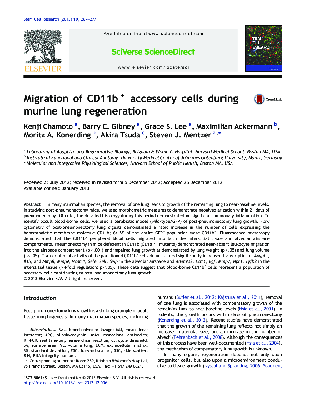Migration of CD11b+ accessory cells during murine lung regeneration