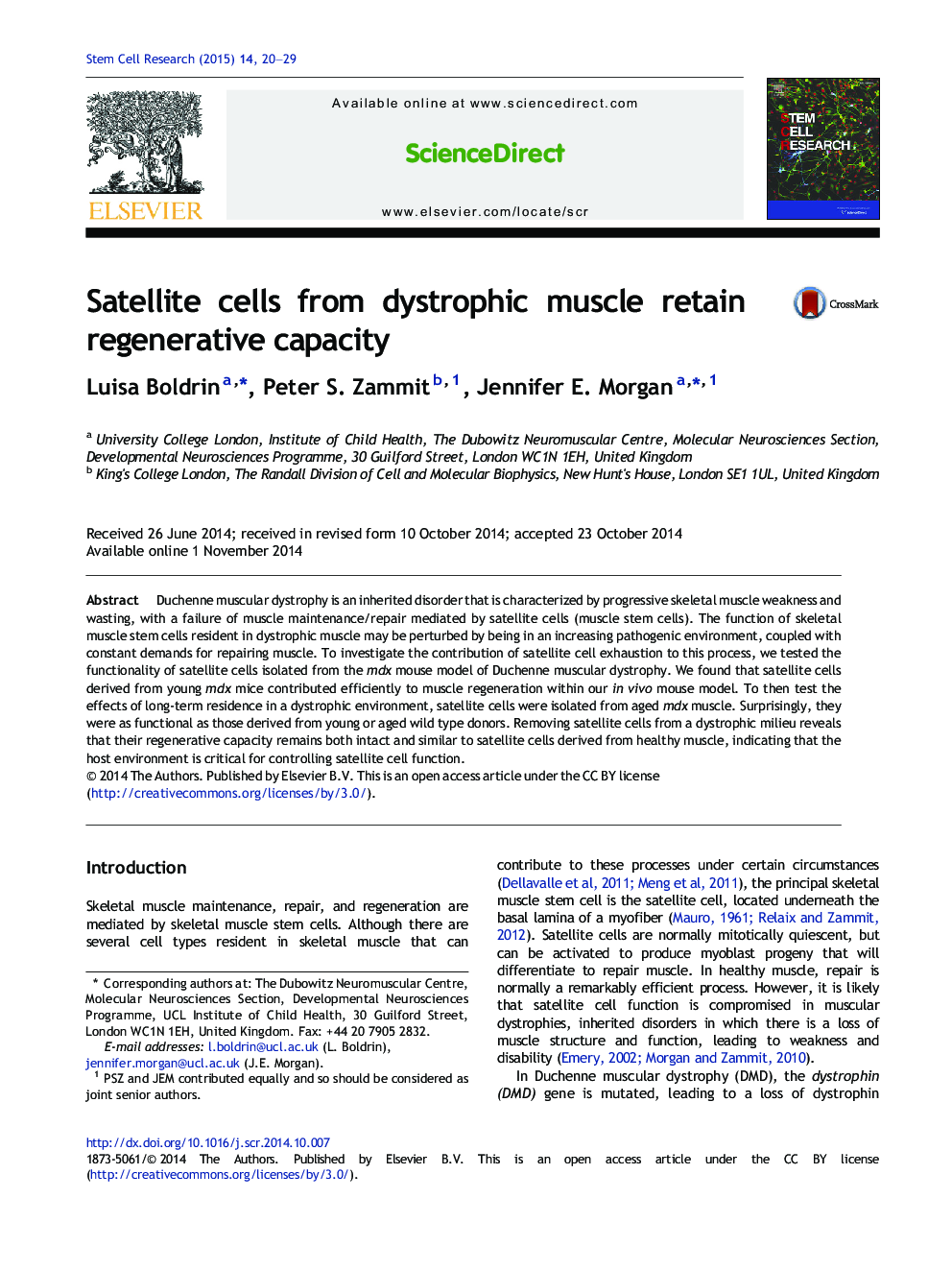 Satellite cells from dystrophic muscle retain regenerative capacity