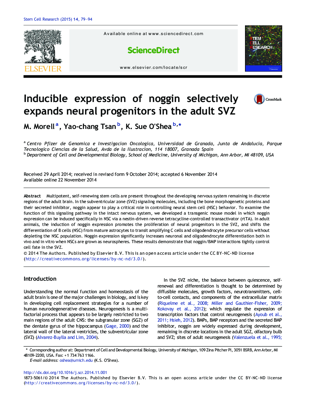 Inducible expression of noggin selectively expands neural progenitors in the adult SVZ