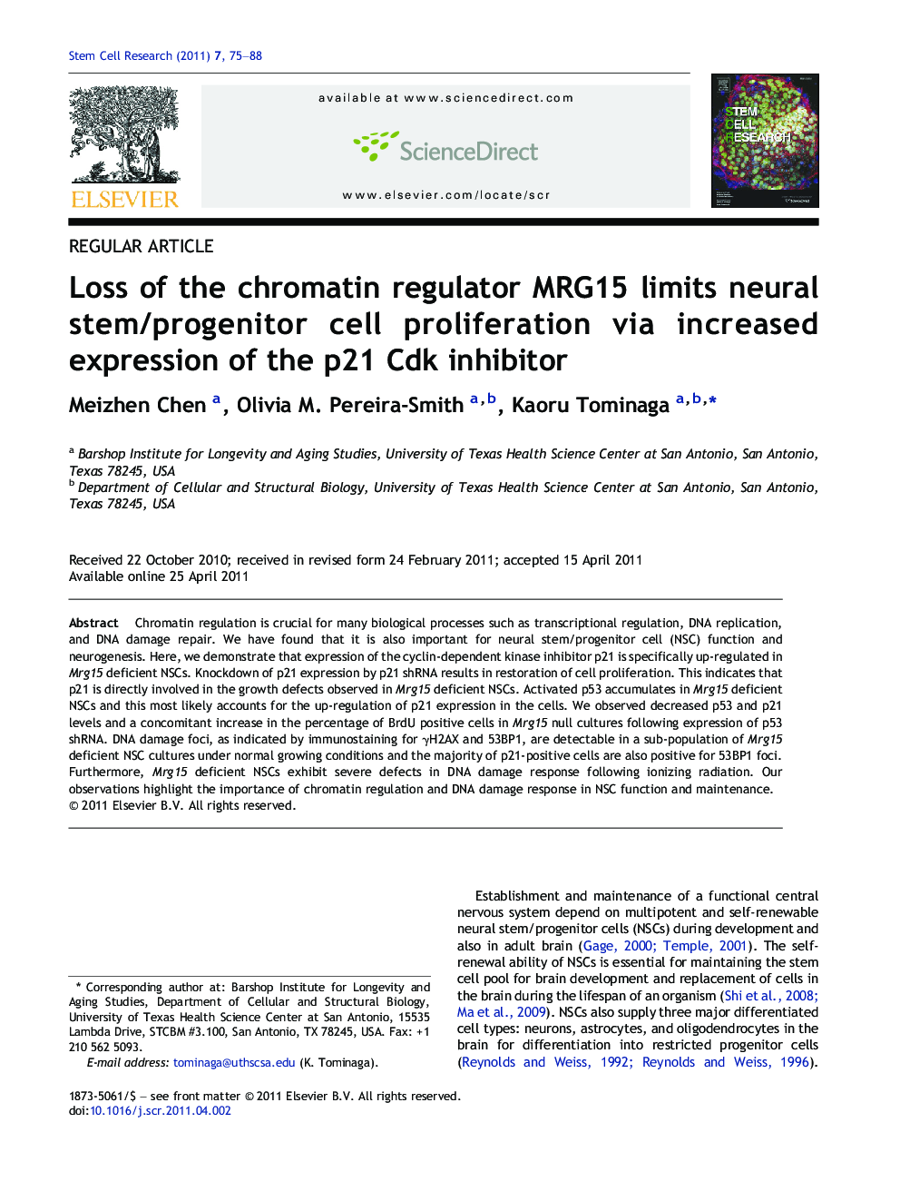 Loss of the chromatin regulator MRG15 limits neural stem/progenitor cell proliferation via increased expression of the p21 Cdk inhibitor