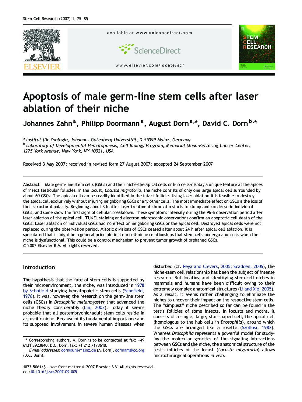 Apoptosis of male germ-line stem cells after laser ablation of their niche