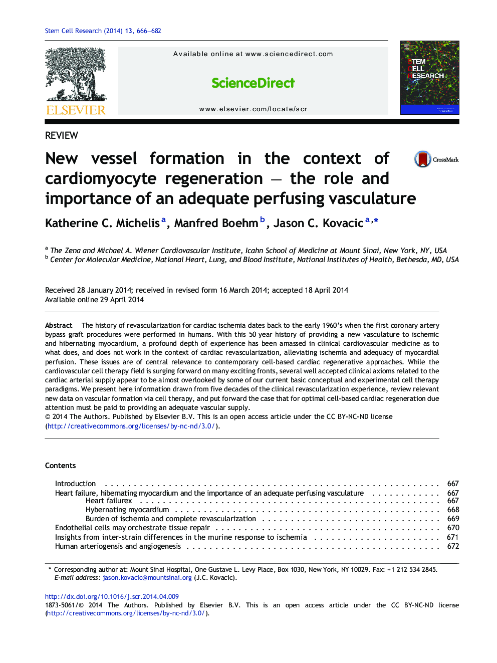 New vessel formation in the context of cardiomyocyte regeneration – the role and importance of an adequate perfusing vasculature