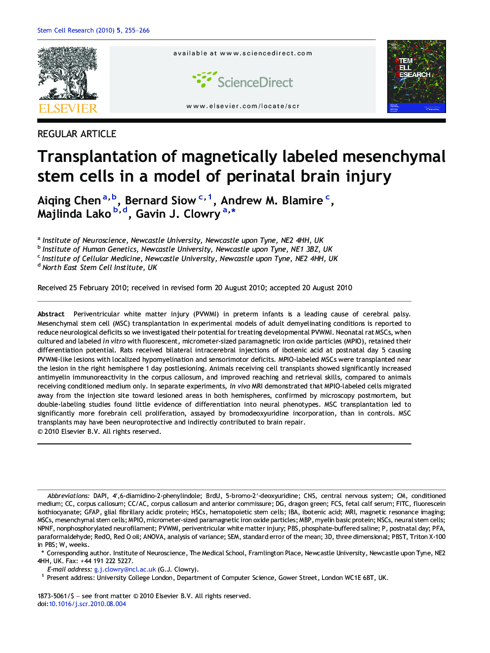 Transplantation of magnetically labeled mesenchymal stem cells in a model of perinatal brain injury