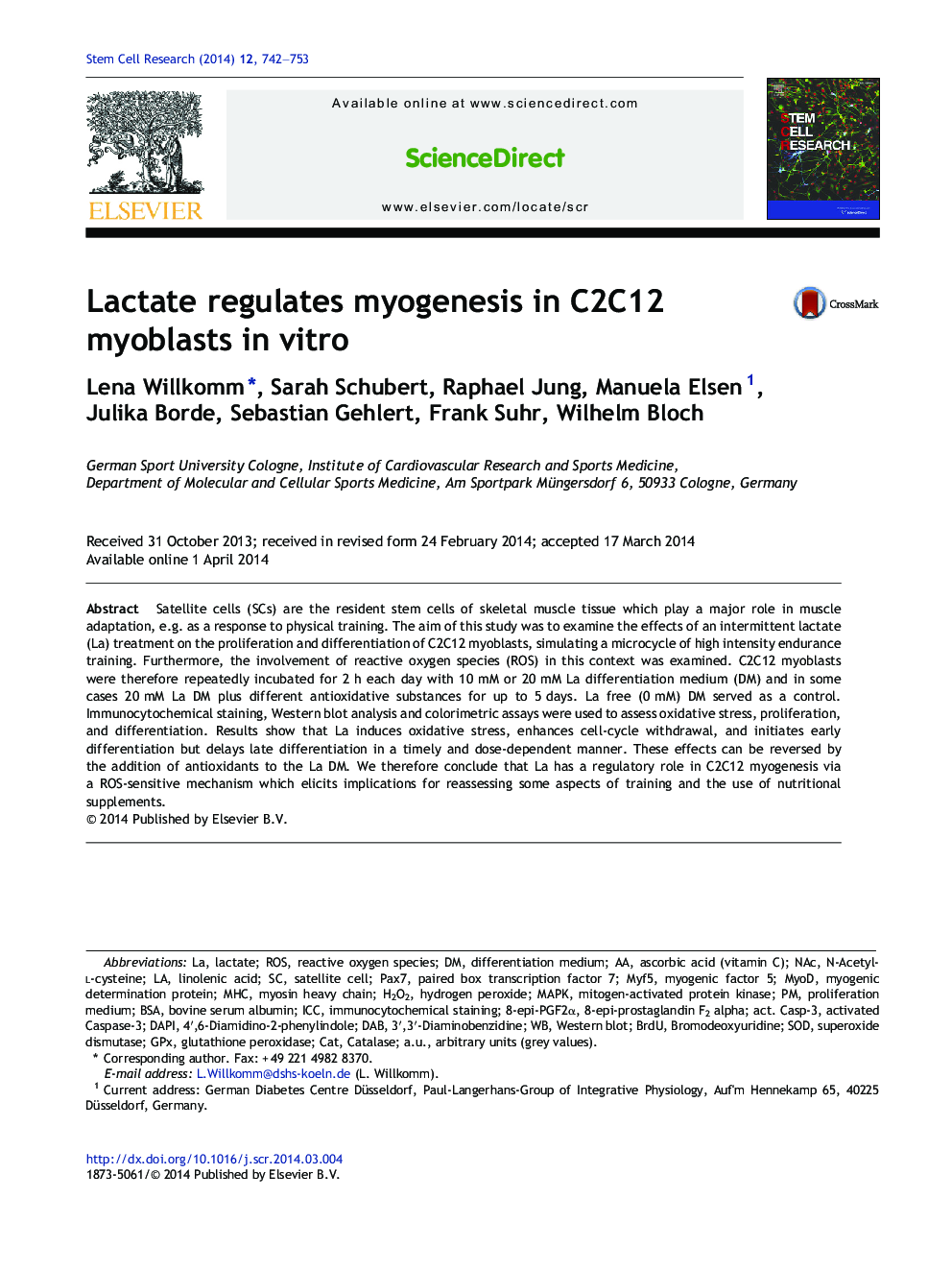 Lactate regulates myogenesis in C2C12 myoblasts in vitro