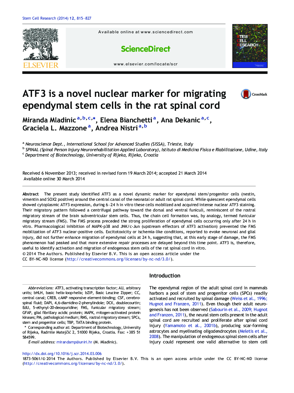 ATF3 is a novel nuclear marker for migrating ependymal stem cells in the rat spinal cord