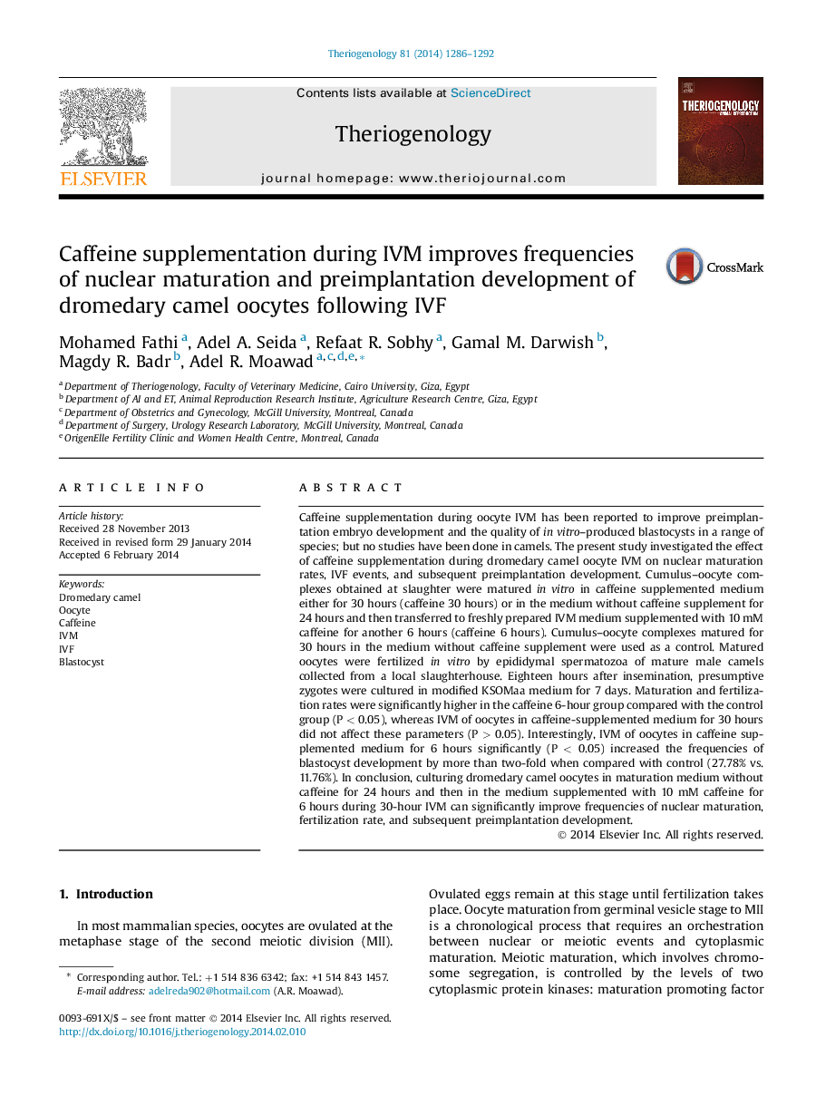 Caffeine supplementation during IVM improves frequencies of nuclear maturation and preimplantation development of dromedary camel oocytes following IVF