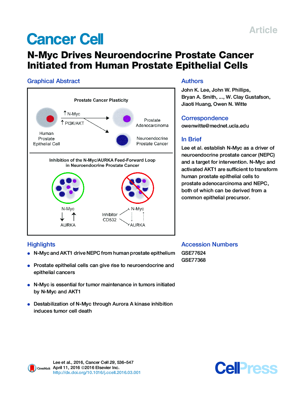 N-Myc Drives Neuroendocrine Prostate Cancer Initiated from Human Prostate Epithelial Cells