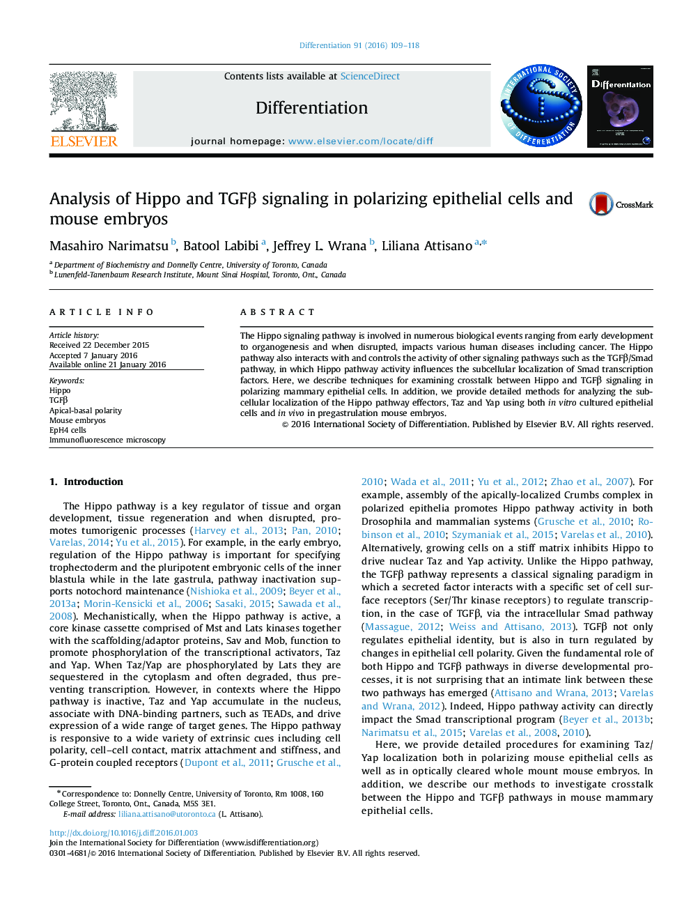 Analysis of Hippo and TGFβ signaling in polarizing epithelial cells and mouse embryos