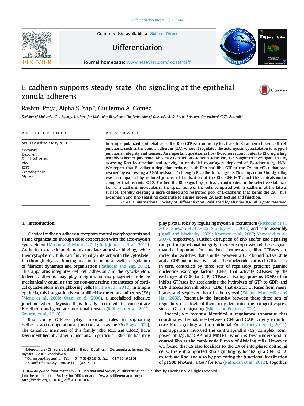 E-cadherin supports steady-state Rho signaling at the epithelial zonula adherens