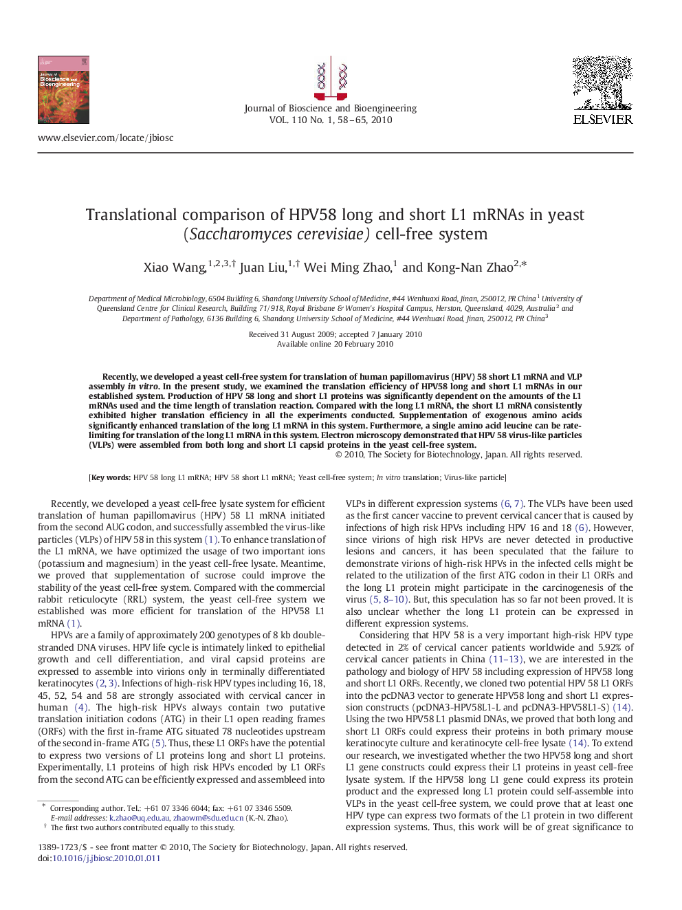 Translational comparison of HPV58 long and short L1 mRNAs in yeast (Saccharomyces cerevisiae) cell-free system