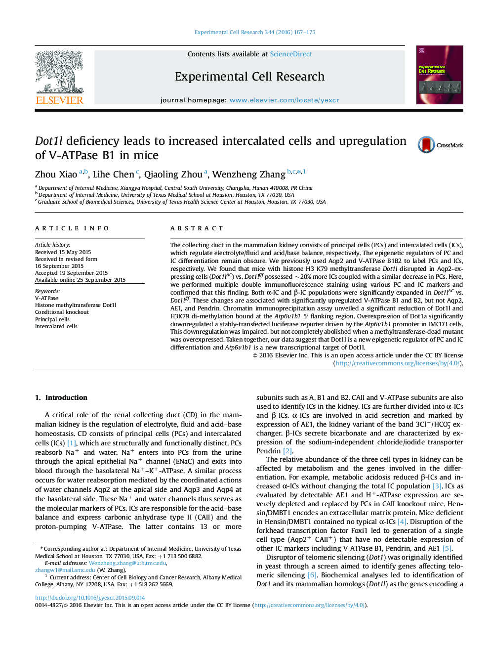 Dot1l deficiency leads to increased intercalated cells and upregulation of V-ATPase B1 in mice