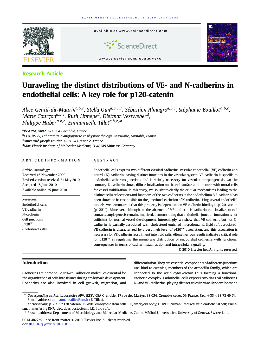 Unraveling the distinct distributions of VE- and N-cadherins in endothelial cells: A key role for p120-catenin