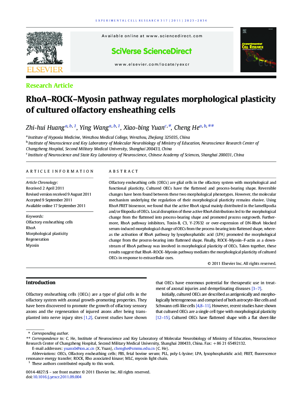 RhoA–ROCK–Myosin pathway regulates morphological plasticity of cultured olfactory ensheathing cells