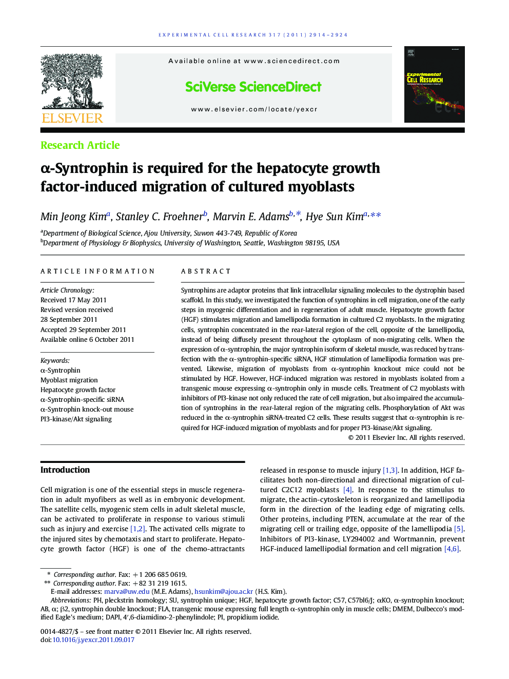 α-Syntrophin is required for the hepatocyte growth factor-induced migration of cultured myoblasts