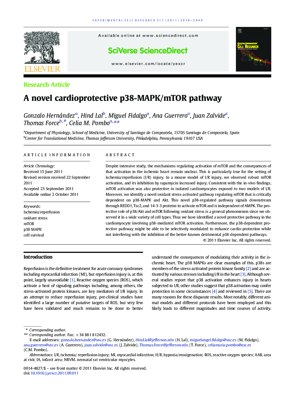 A novel cardioprotective p38-MAPK/mTOR pathway