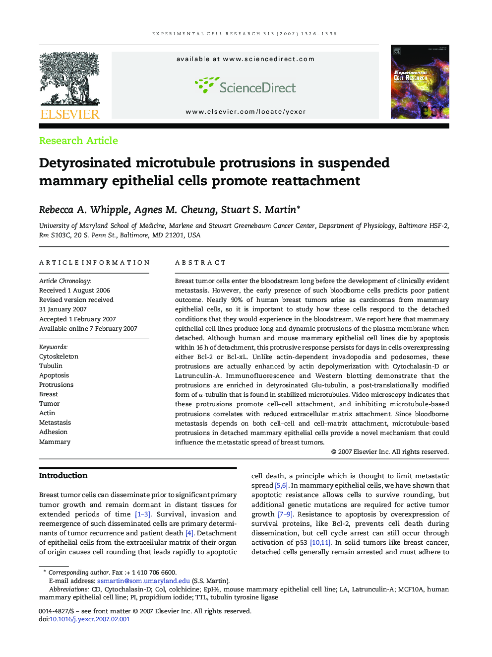 Detyrosinated microtubule protrusions in suspended mammary epithelial cells promote reattachment