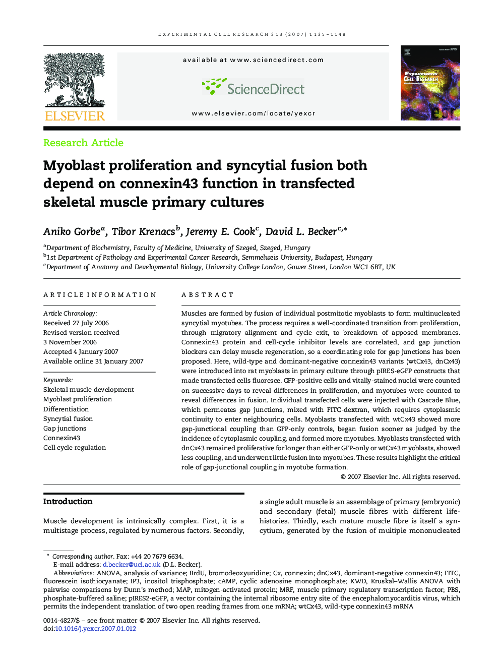 Myoblast proliferation and syncytial fusion both depend on connexin43 function in transfected skeletal muscle primary cultures