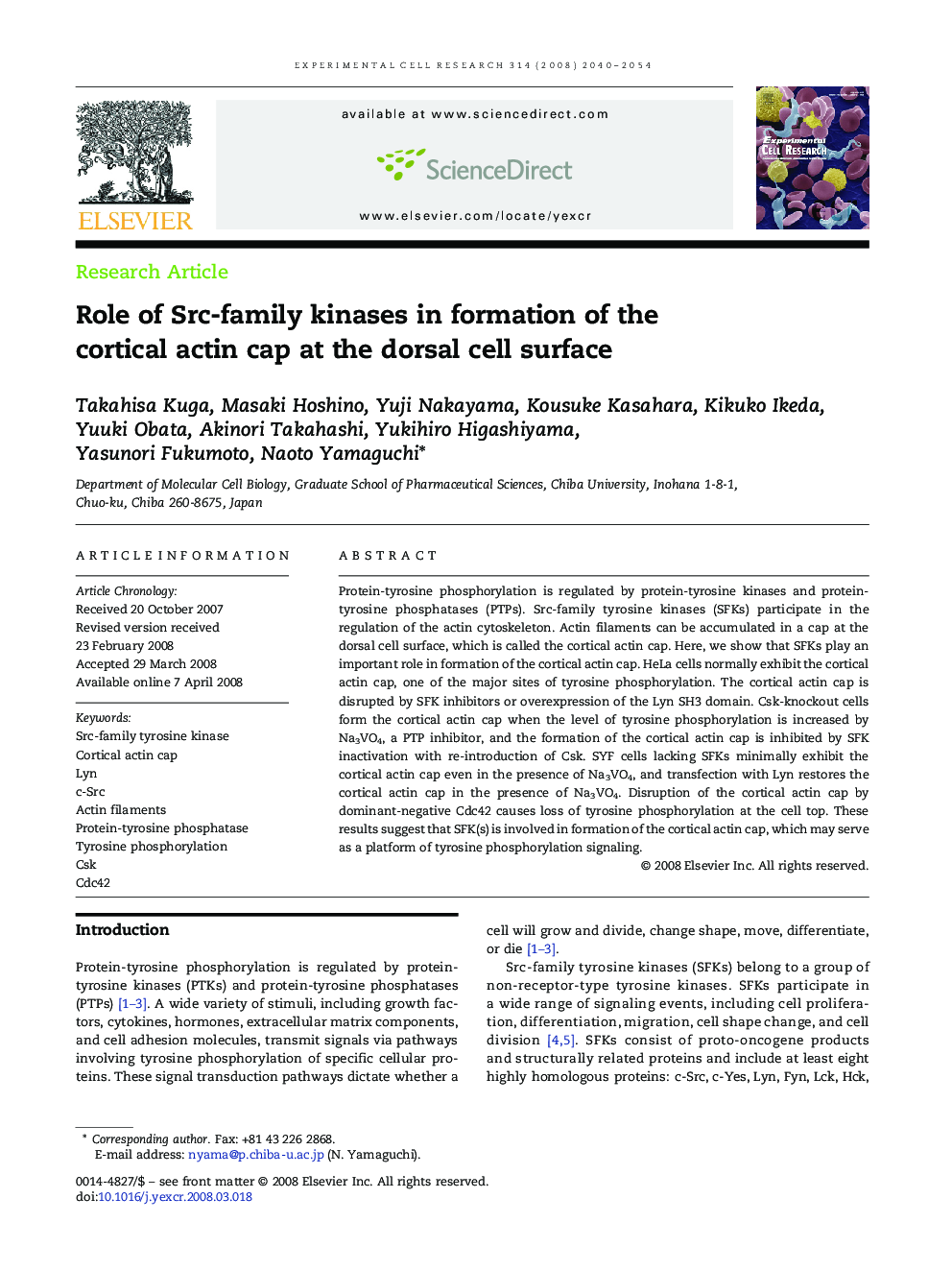 Role of Src-family kinases in formation of the cortical actin cap at the dorsal cell surface