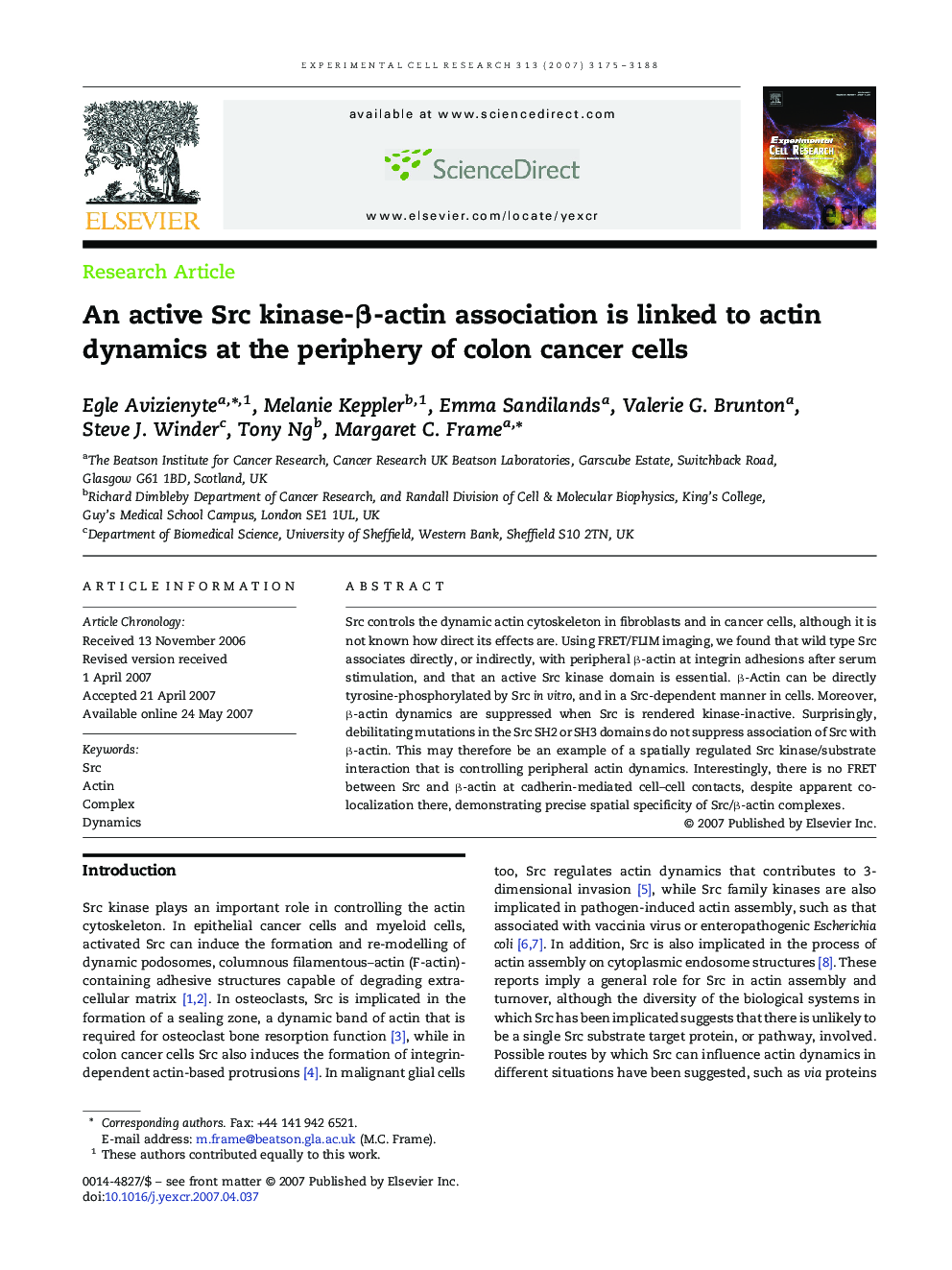 An active Src kinase-β-actin association is linked to actin dynamics at the periphery of colon cancer cells