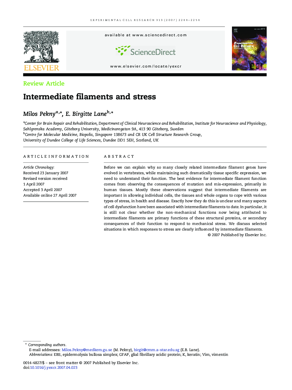 Intermediate filaments and stress