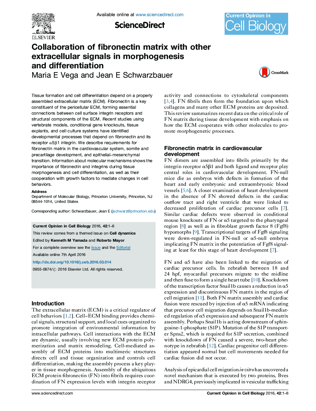 Collaboration of fibronectin matrix with other extracellular signals in morphogenesis and differentiation