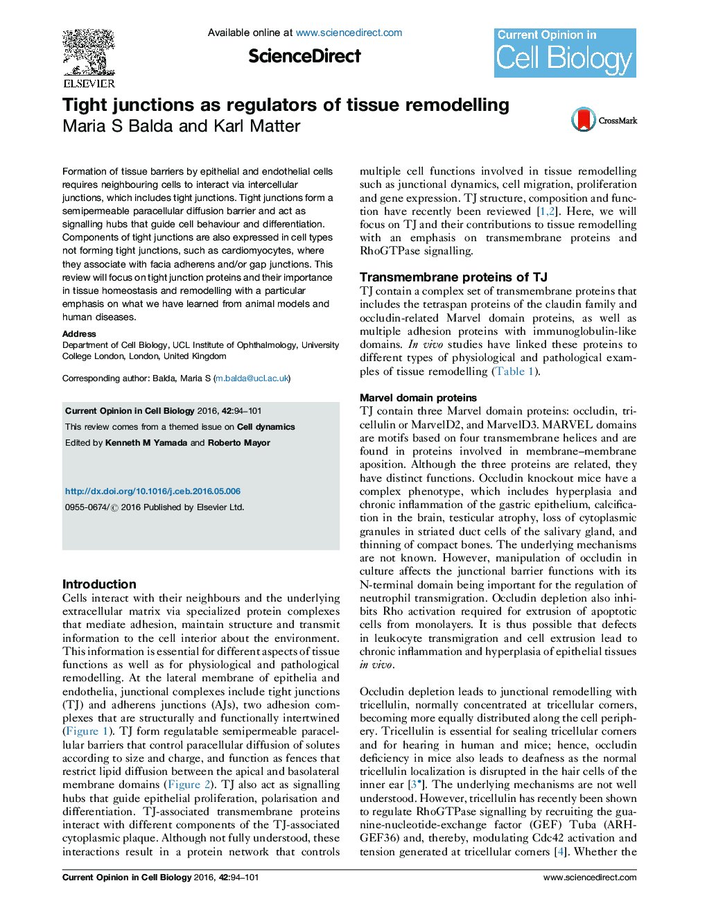 Tight junctions as regulators of tissue remodelling