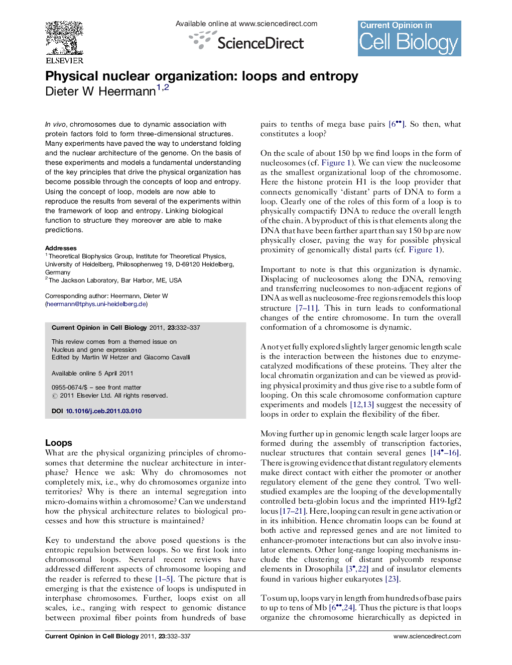 Physical nuclear organization: loops and entropy