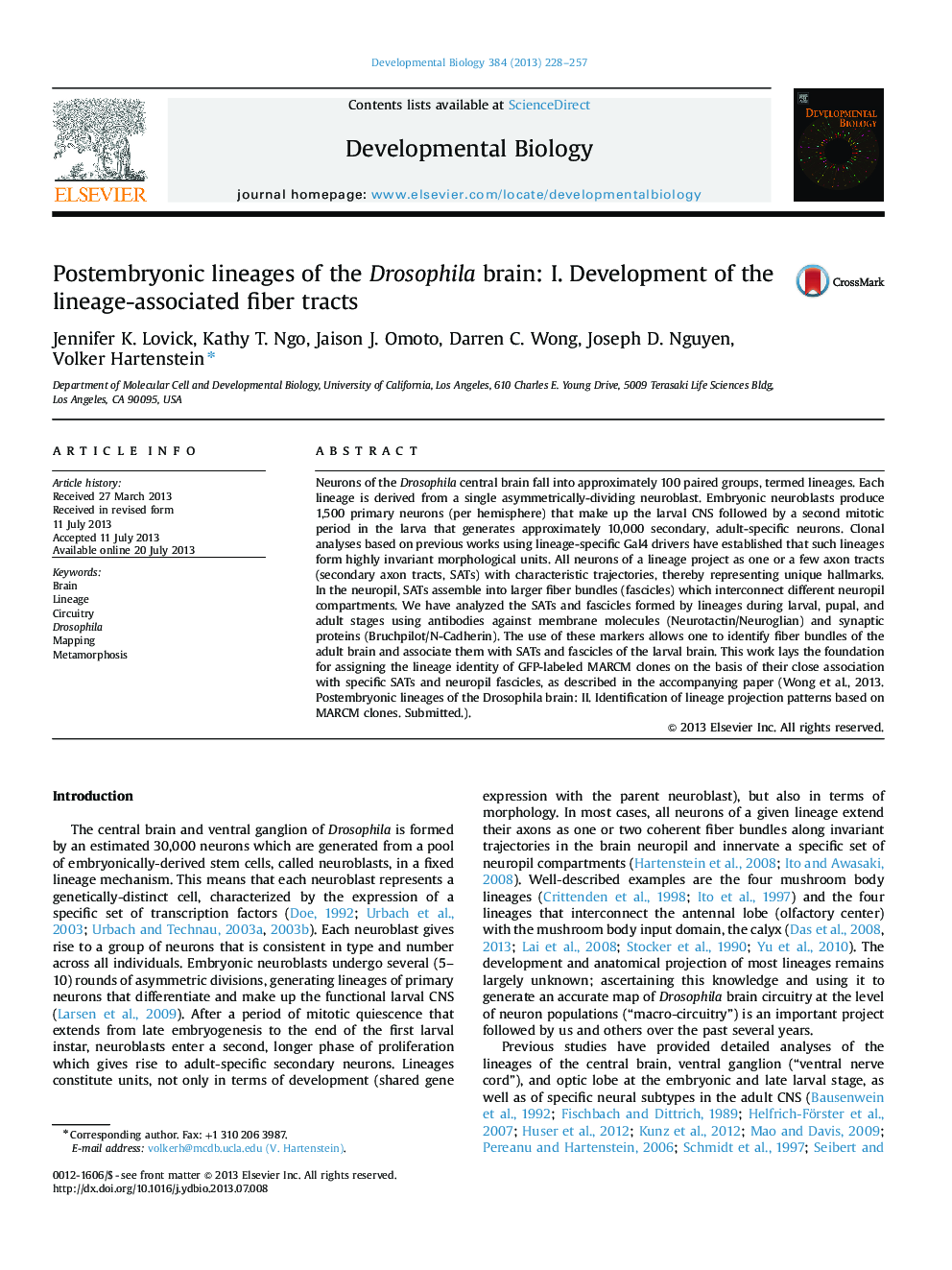 Postembryonic lineages of the Drosophila brain: I. Development of the lineage-associated fiber tracts