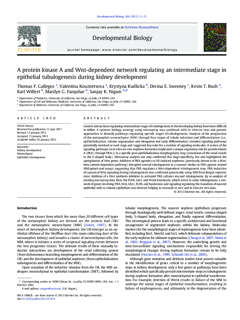 A protein kinase A and Wnt-dependent network regulating an intermediate stage in epithelial tubulogenesis during kidney development