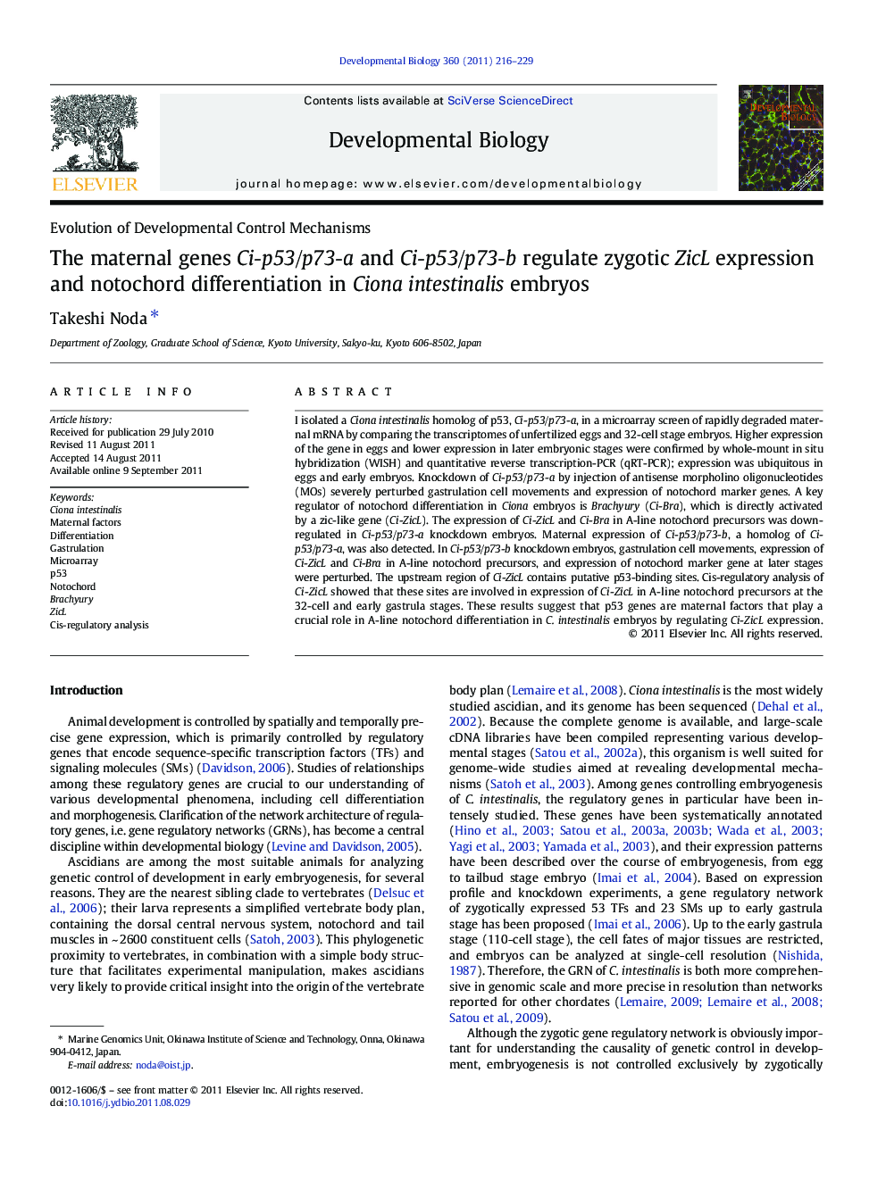 The maternal genes Ci-p53/p73-a and Ci-p53/p73-b regulate zygotic ZicL expression and notochord differentiation in Ciona intestinalis embryos