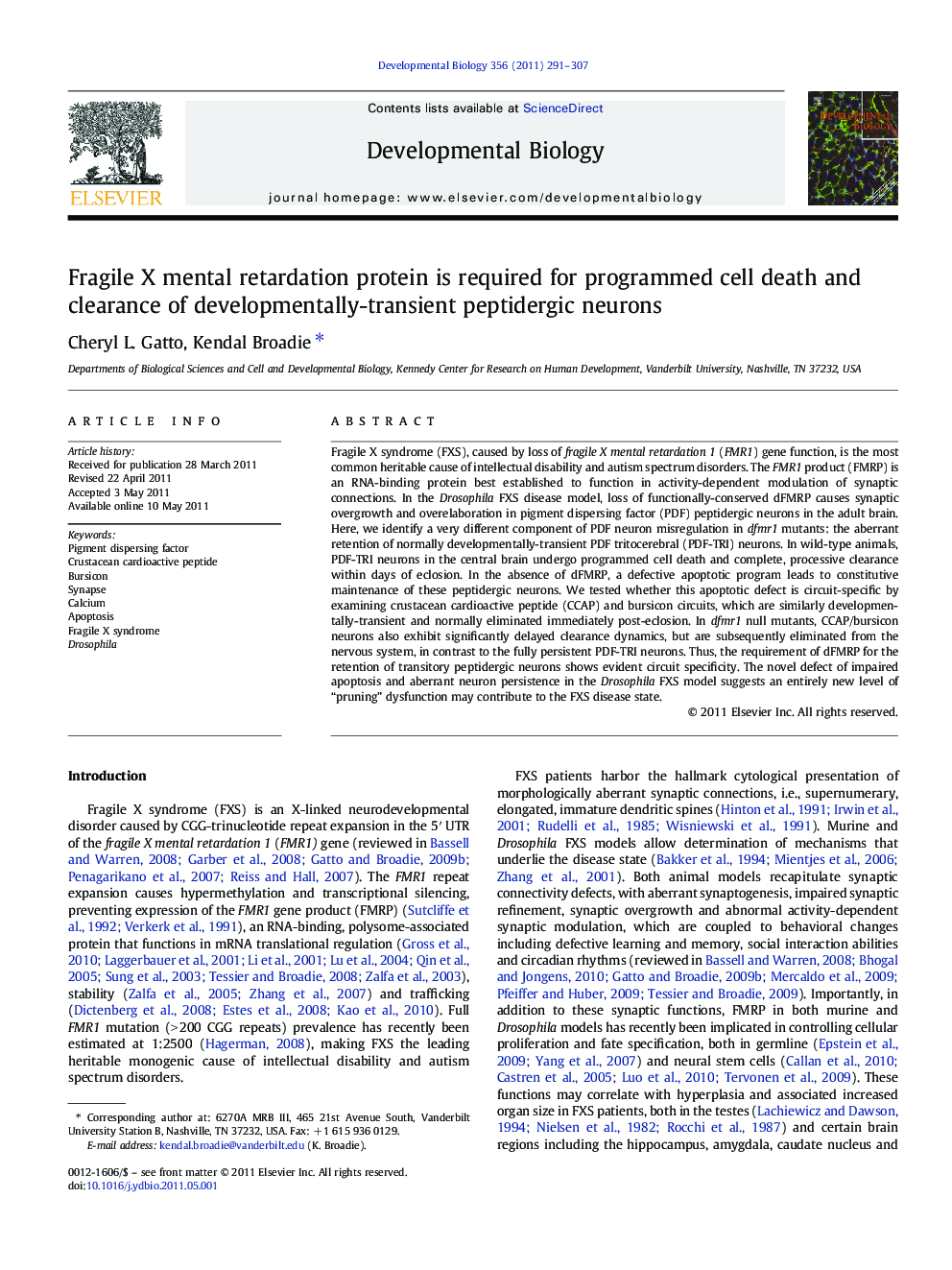 Fragile X mental retardation protein is required for programmed cell death and clearance of developmentally-transient peptidergic neurons