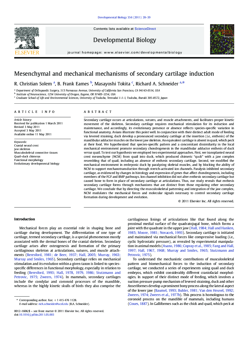 Mesenchymal and mechanical mechanisms of secondary cartilage induction