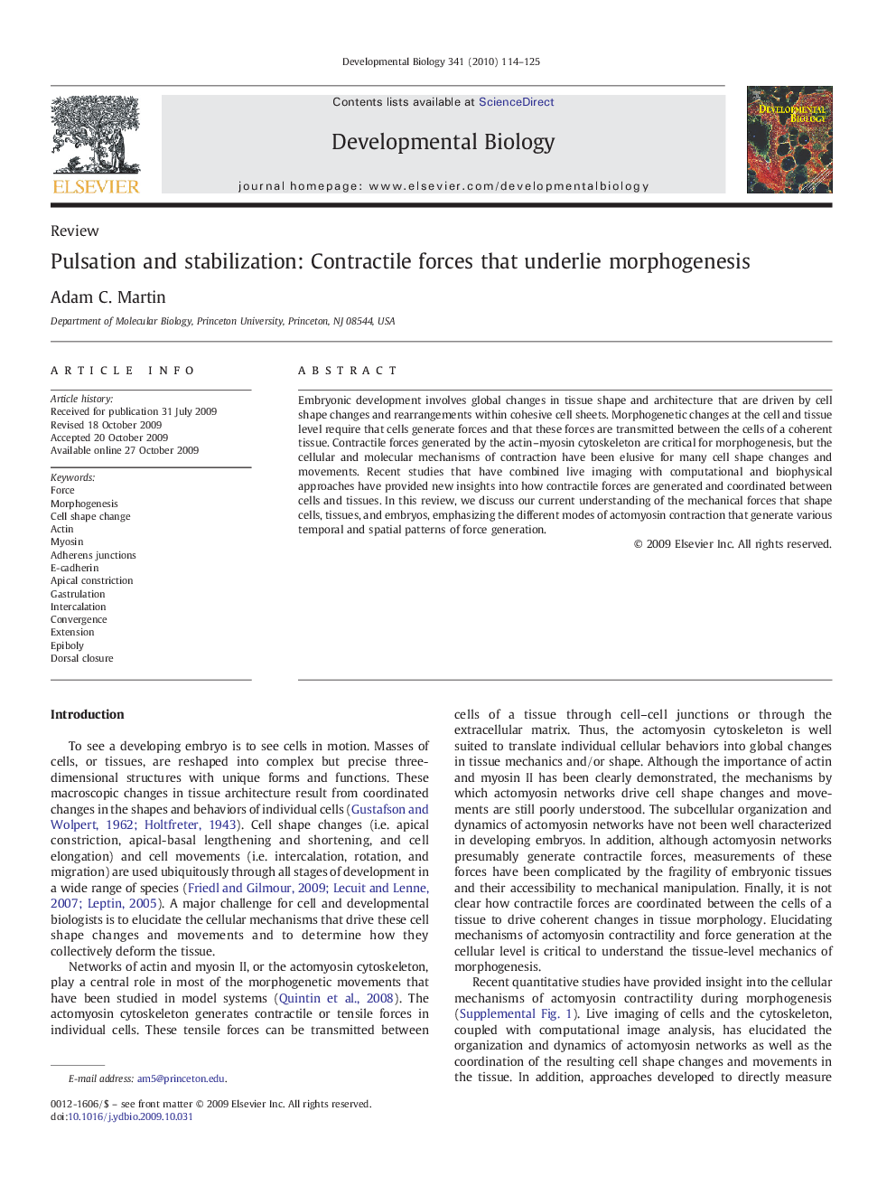 Pulsation and stabilization: Contractile forces that underlie morphogenesis