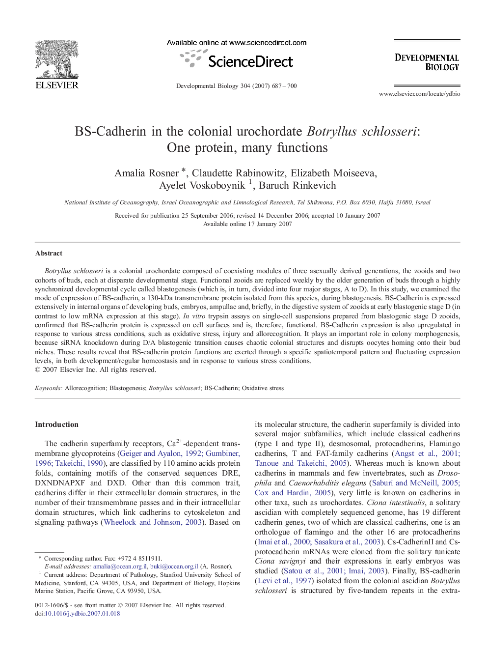 BS-Cadherin in the colonial urochordate Botryllus schlosseri: One protein, many functions