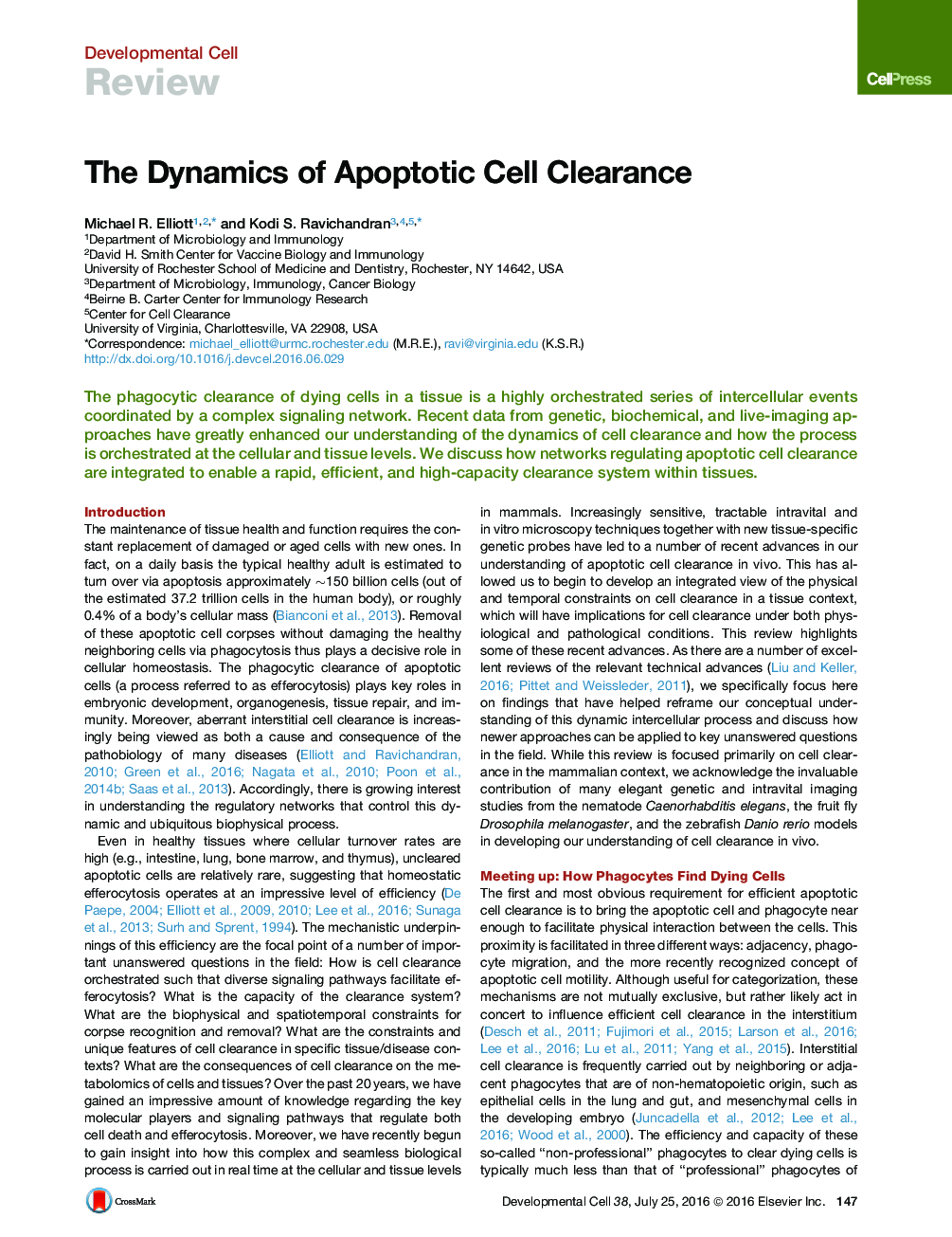 The Dynamics of Apoptotic Cell Clearance