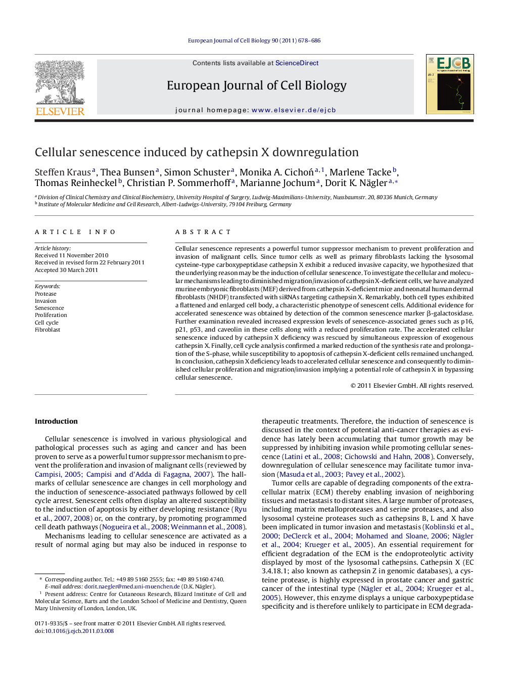 Cellular senescence induced by cathepsin X downregulation