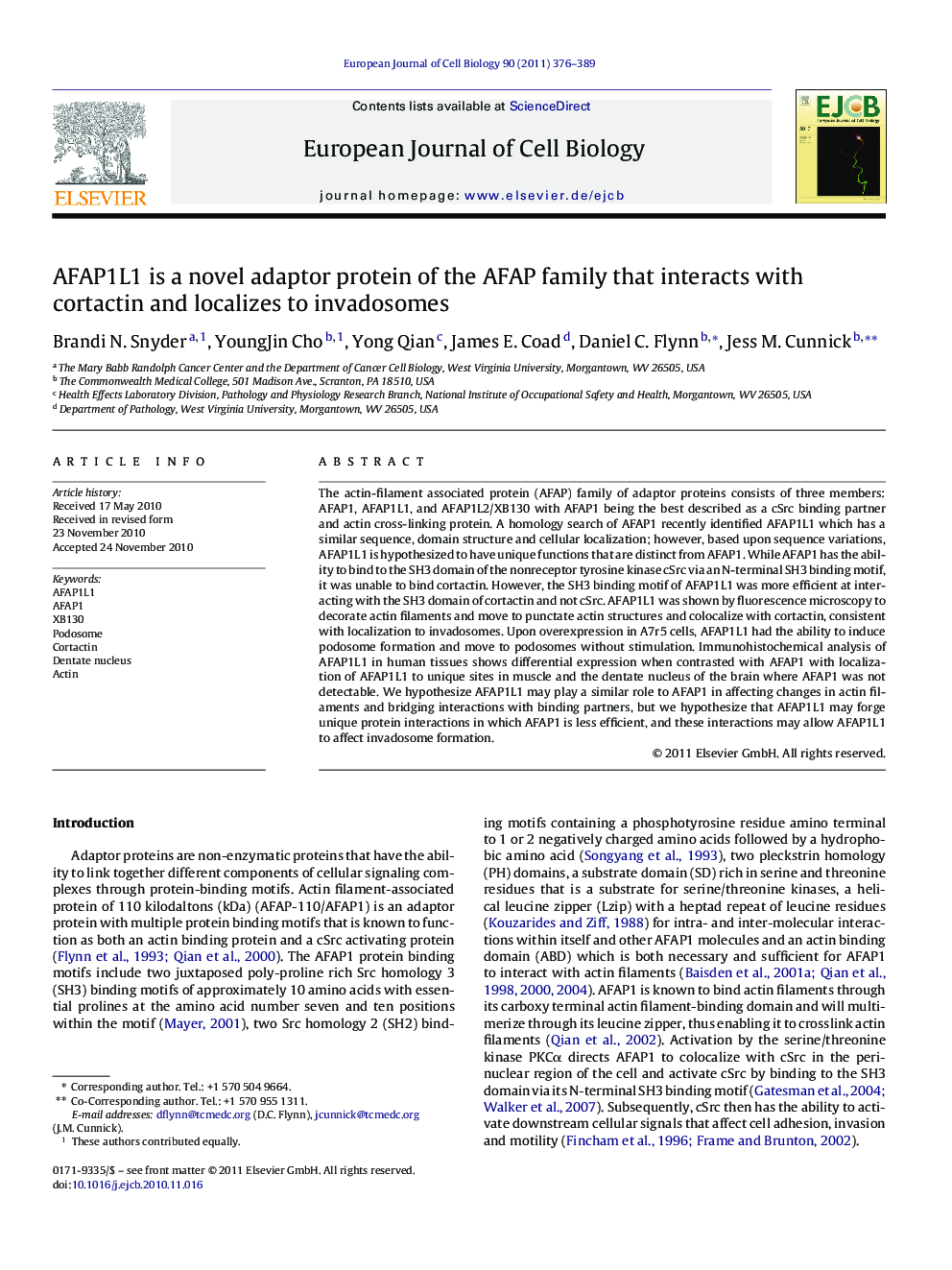 AFAP1L1 is a novel adaptor protein of the AFAP family that interacts with cortactin and localizes to invadosomes