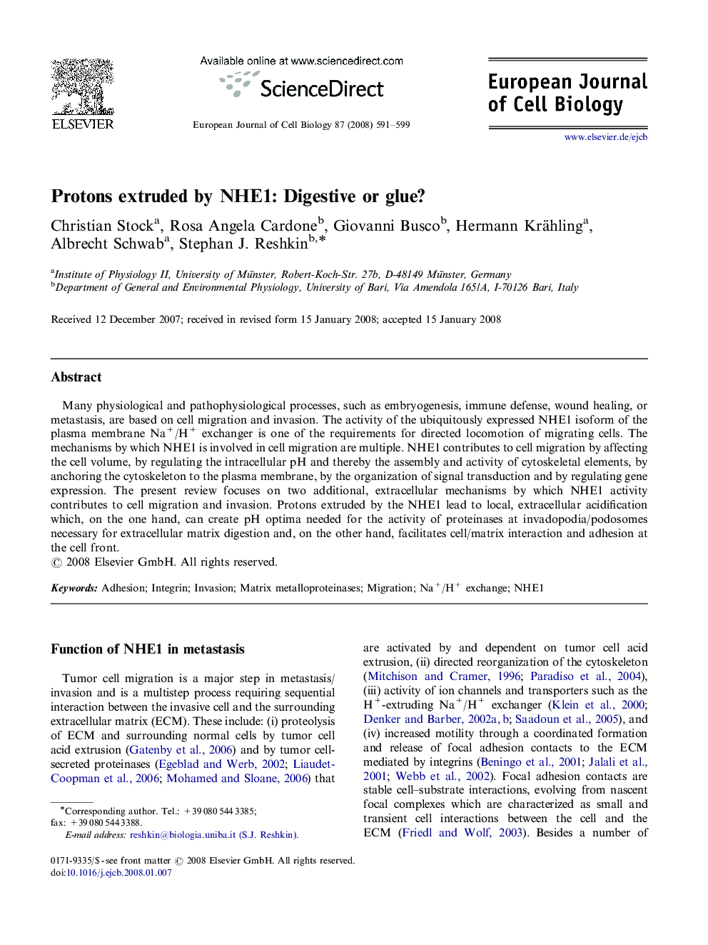 Protons extruded by NHE1: Digestive or glue?